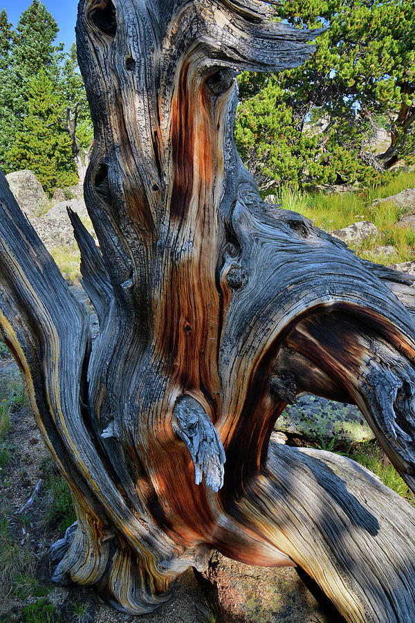 Contorted Mt. Goliath Bristlecone Pine Photograph by Ray Mathis