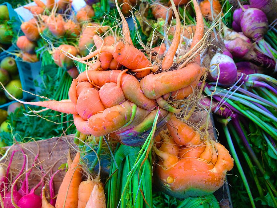 Contortionist Carrot Photograph by Polly Castor