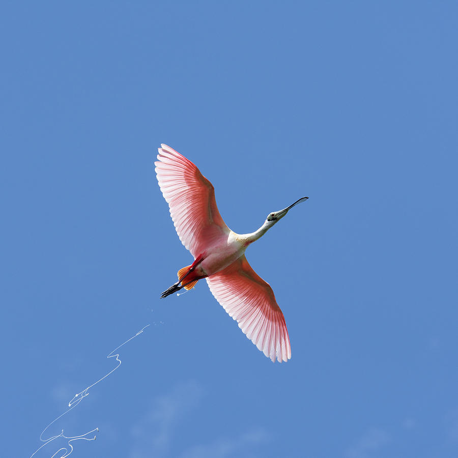Contrails - Roseate Spoonbill at Everglades National Park, Florida Photograph by Darin Volpe