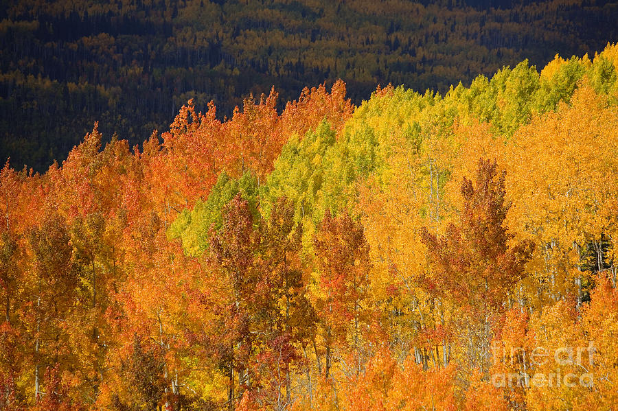 Contrasting Aspens Photograph by Ron Dahlquist - Printscapes