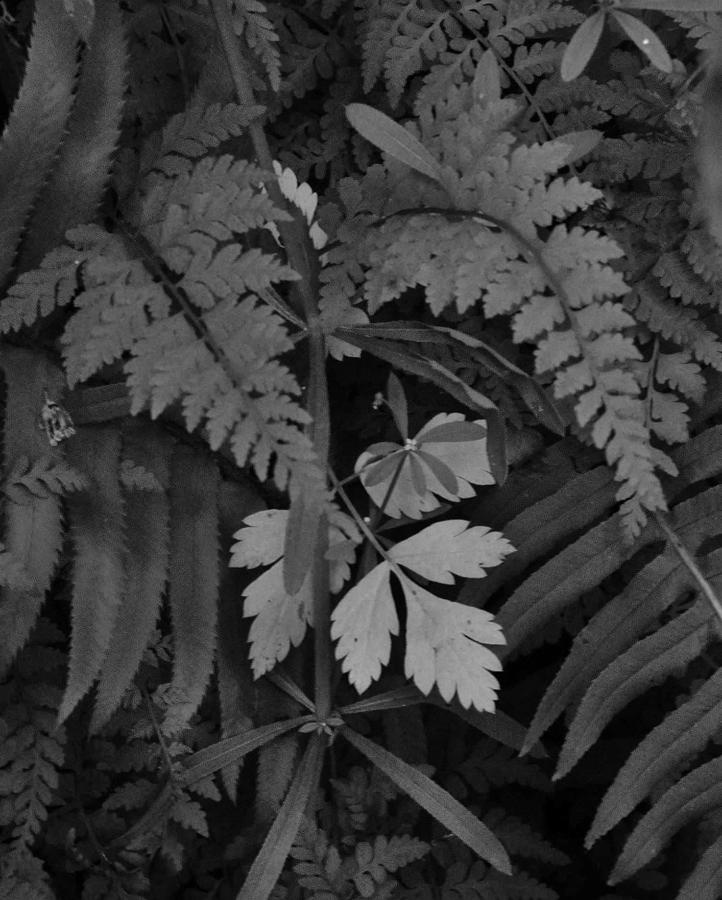 Contrasting Ferns  Photograph by Charles Lucas