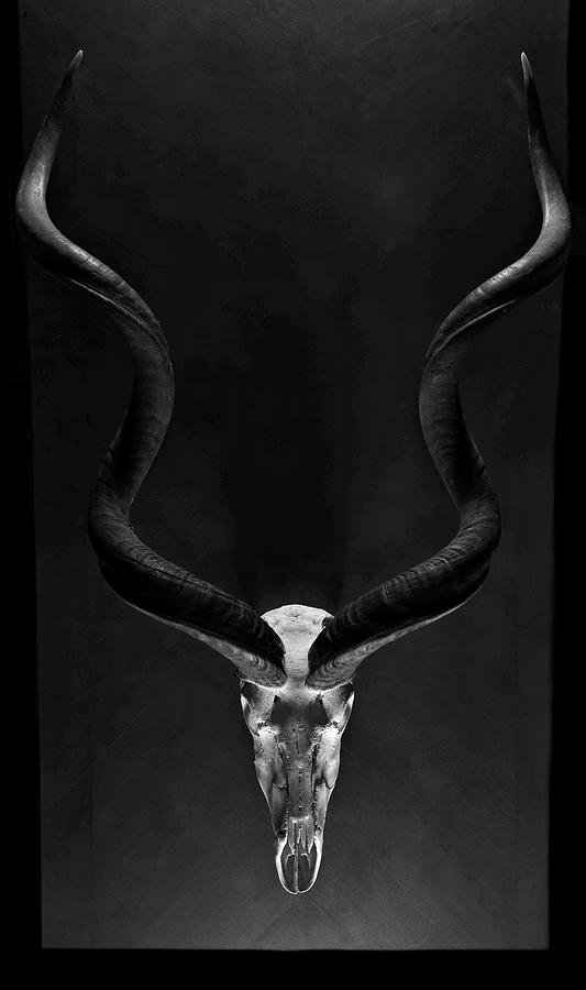 Contrasting Kudu Photograph by David Andersen