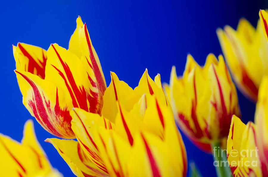 Tulip Photograph - Contrasty  by Nick Boren
