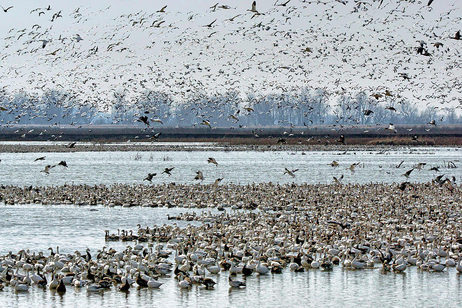 Controlled Chaos - Snow Geese Photograph by Nikolyn McDonald