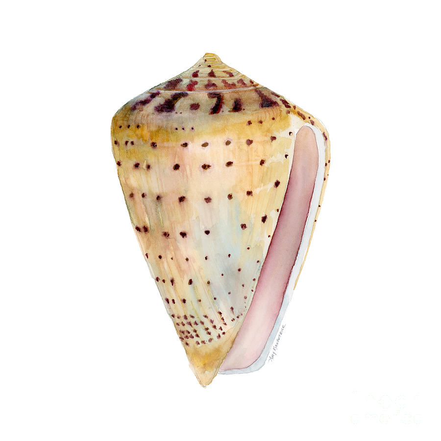 Conus Leopardus Shell Painting by Amy Kirkpatrick