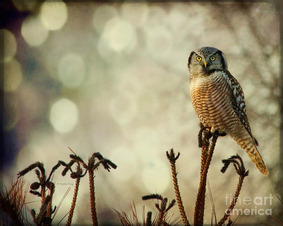 Owl Photograph - Convenient Perch by Heather King