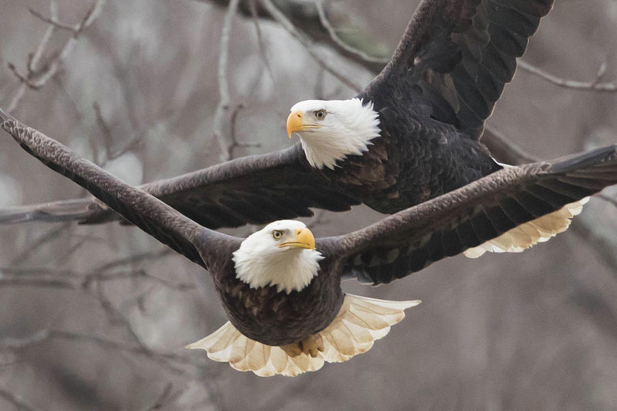 Eagle Photograph - Convergence by Rhoda Gerig