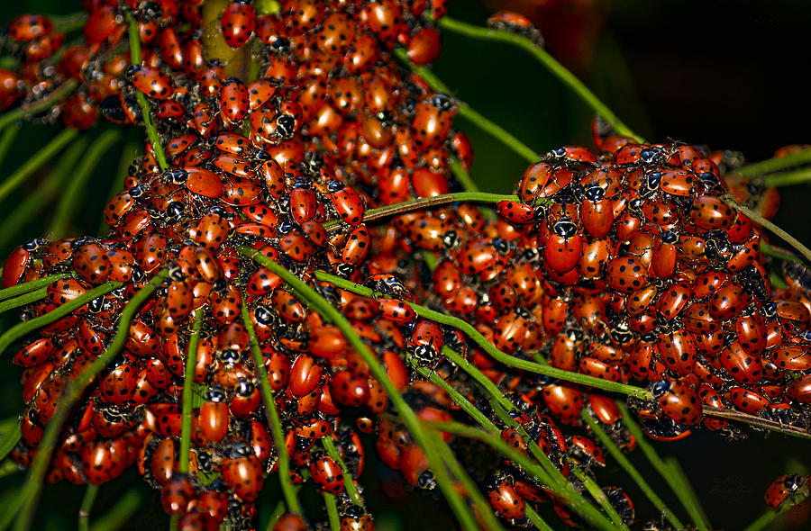 Convergent Ladybird Beetles at Muir Woods Photograph by Brian Tada