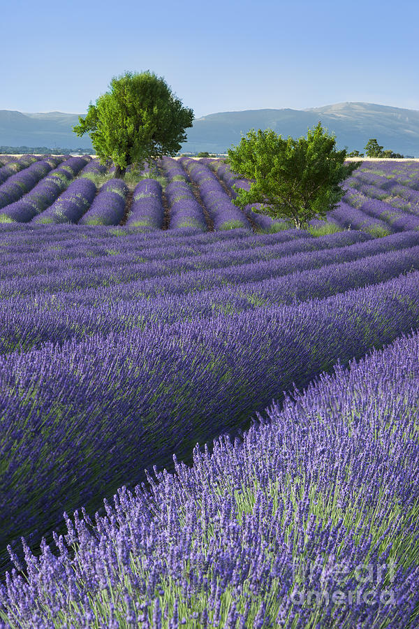 Converging Lavender Fields Photograph