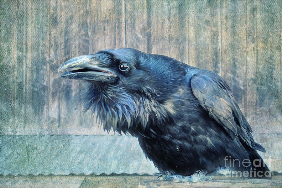 Raven Photograph - Conversation  by Priska Wettstein