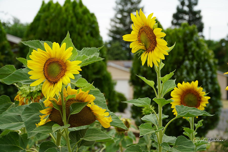 Conversing Sunflowers Photograph by Stephen Daddona