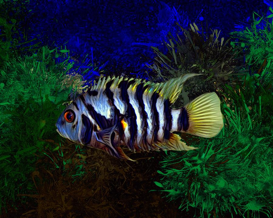 Fish Digital Art - Convict Cichlid Fish by Scott Wallace Digital Designs