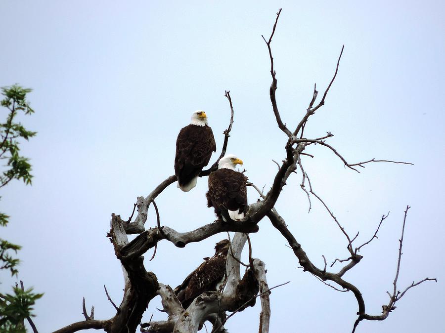 Convocation of Eagles Photograph by Tracy Welter