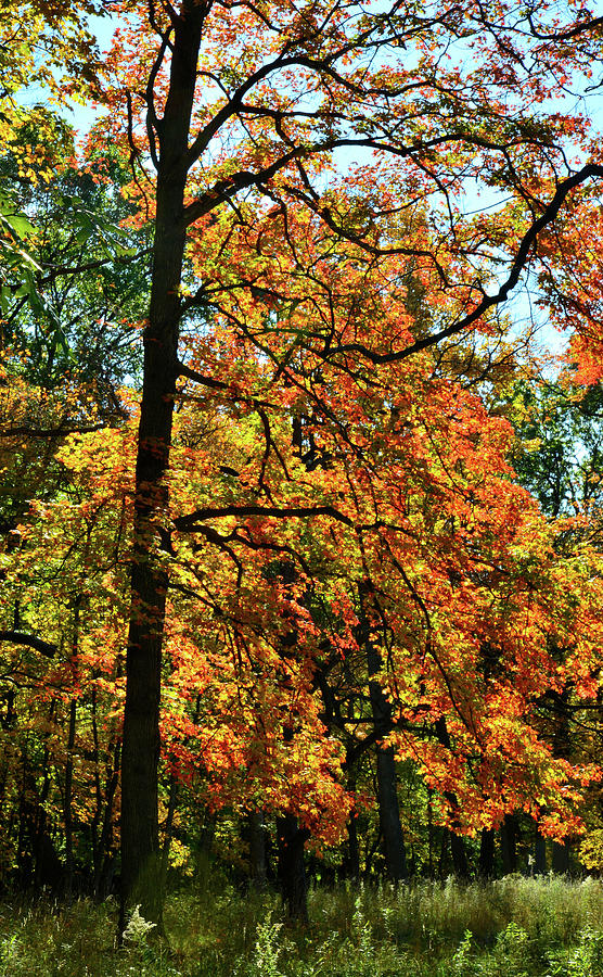 Cook County Forest Preserve Fall Color Photograph by Ray Mathis