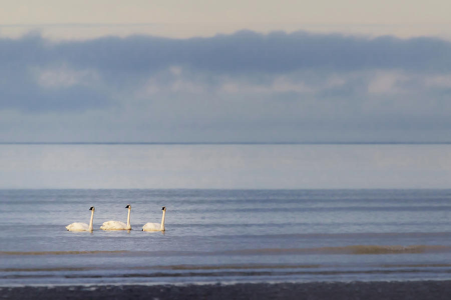 Cook Inlet Trumpets Photograph by Sylvia J Zarco