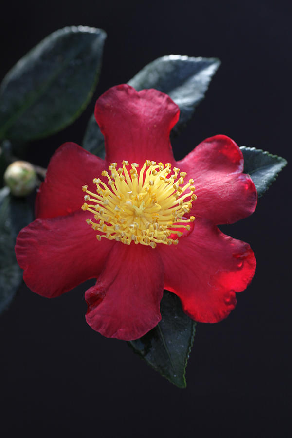 Cookie Cutter Camellia Photograph by Tammy Pool