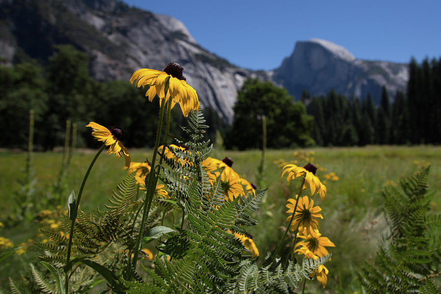 Cook's Meadow in Bloom by John and Nicolle Hearne Cook's Meadow in Bloom by John and Nicolle Hearne