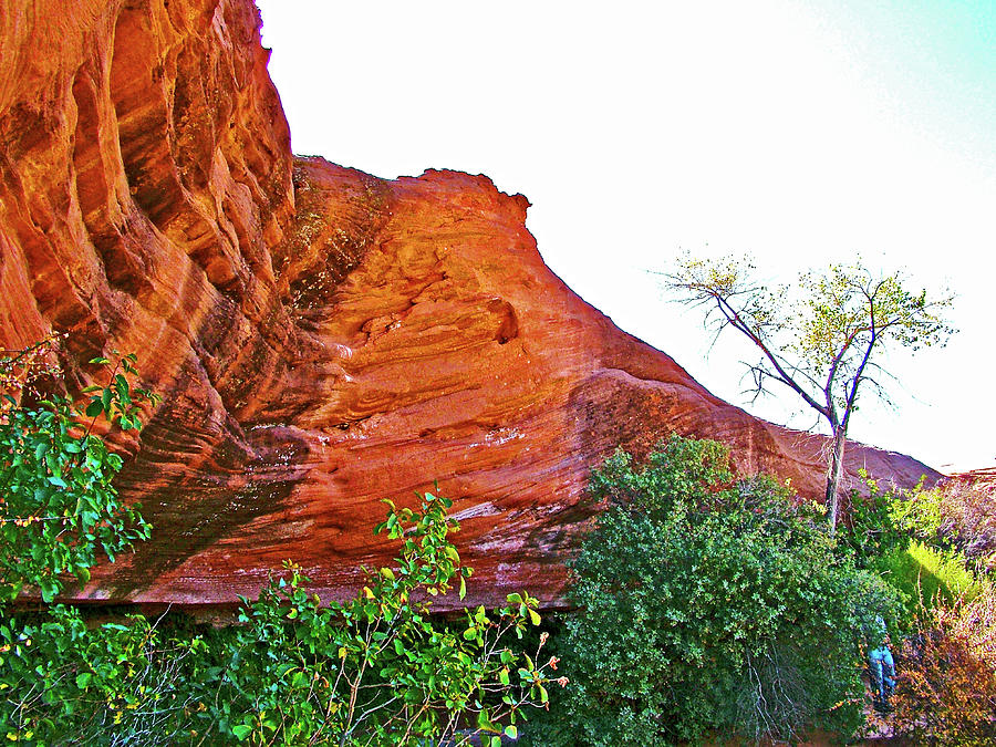 Cool Alcove at End of Hanging Gardens Trail, Glen Canyon National Recreation Area-Arizona Photograph by Ruth Hager