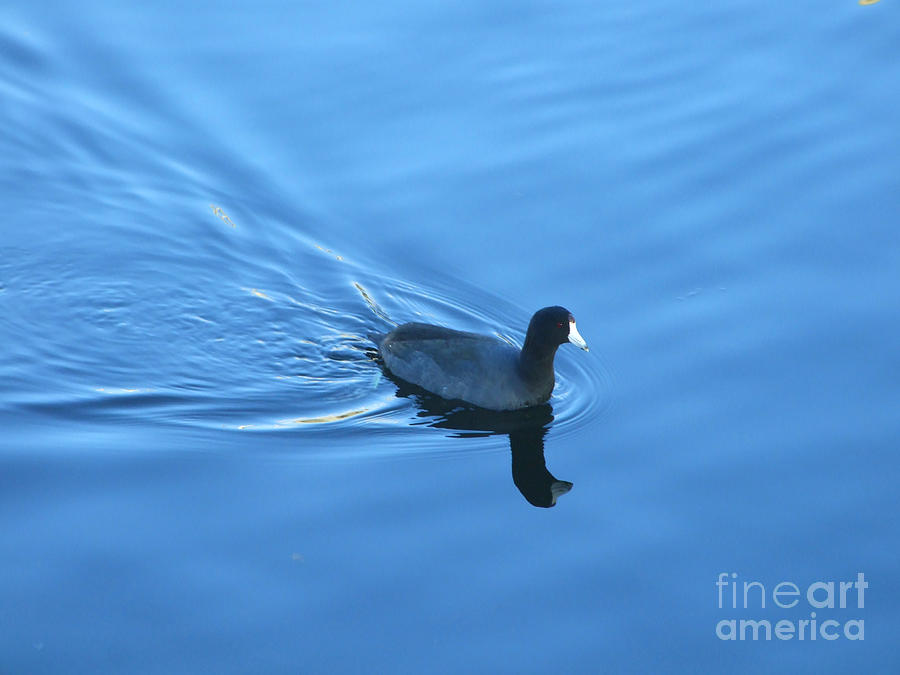 Cool American Coot Photograph Photograph by Kristen Fox