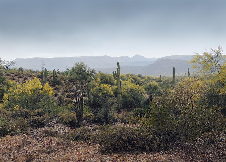 Phoenix Photograph - Cool Arizona Morning by Gordon Beck