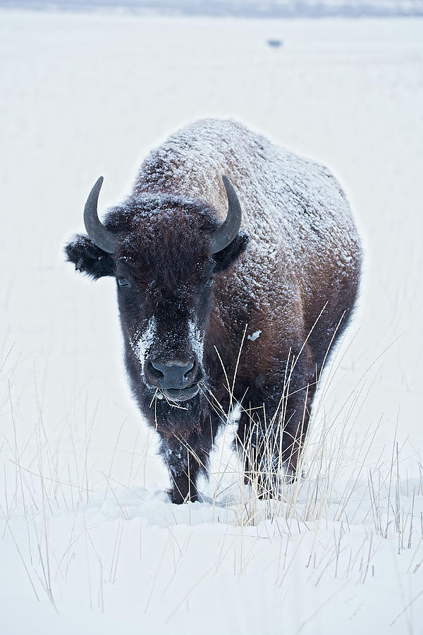 Cool Bison Photograph by Earl Nelson - Fine Art America