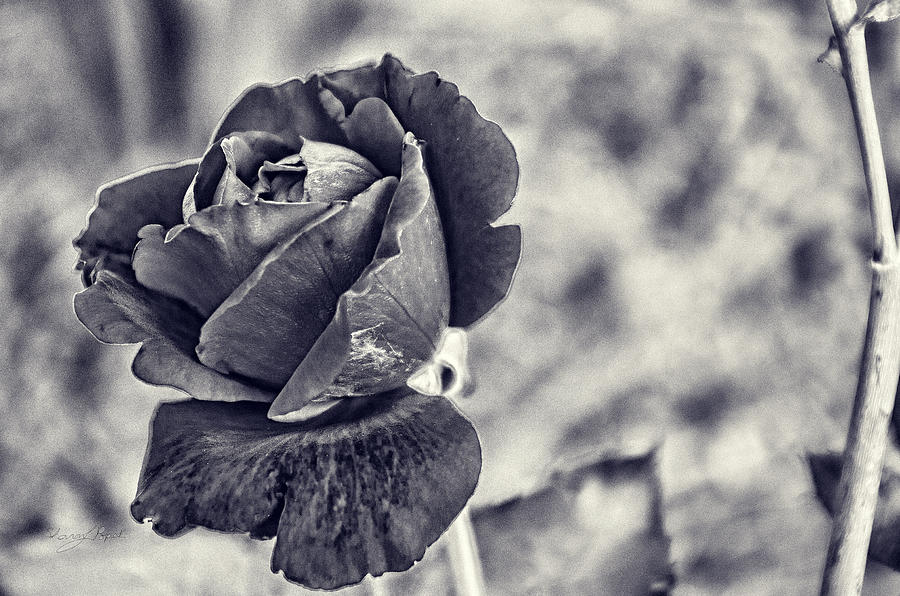 Cool Black Rose Photograph by Sharon Popek