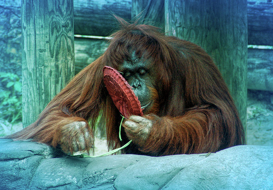 Cool Blue Orangutan 2 Photograph by Aimee L Maher ALM GALLERY