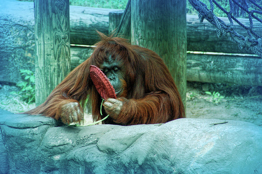 Cool Blue Orangutan Photograph by Aimee L Maher ALM GALLERY
