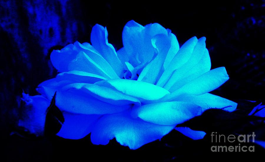 Cool Blue Rose  Photograph by Daniele Smith