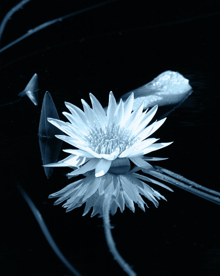 Cool Blue Tint White Lotus 2987 BW_3 Photograph by Steven Ward