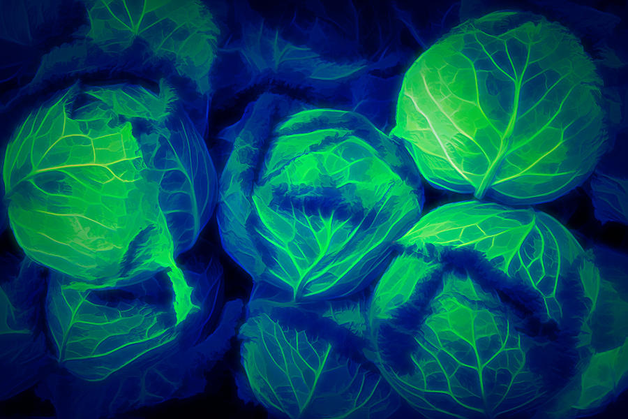 Cool Cabbages Photograph by Tom Reynen