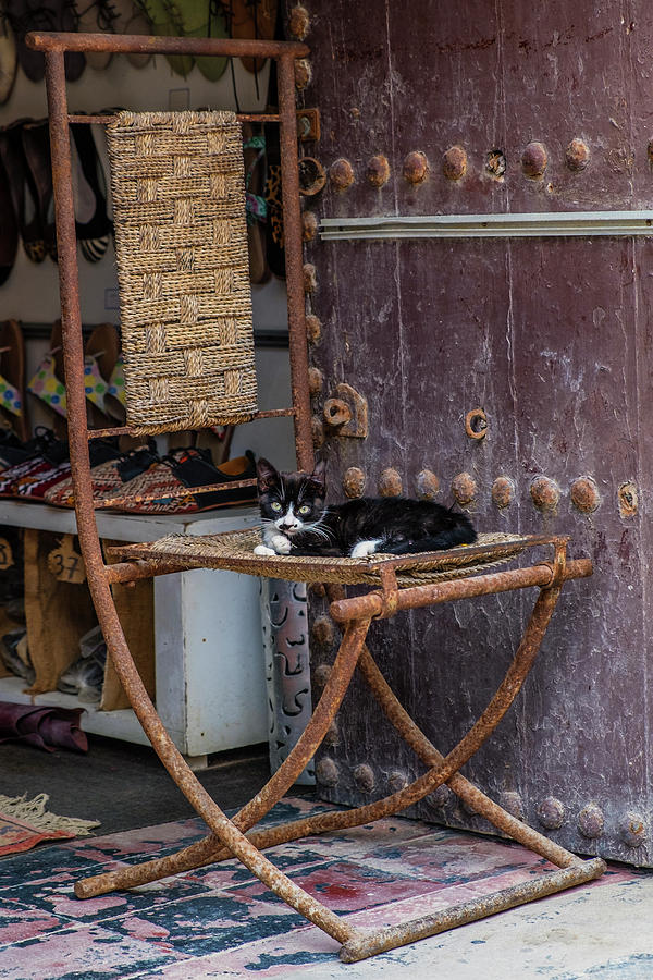 Cat Photograph - Cool Cat, Essaouira by Phil Dimashq