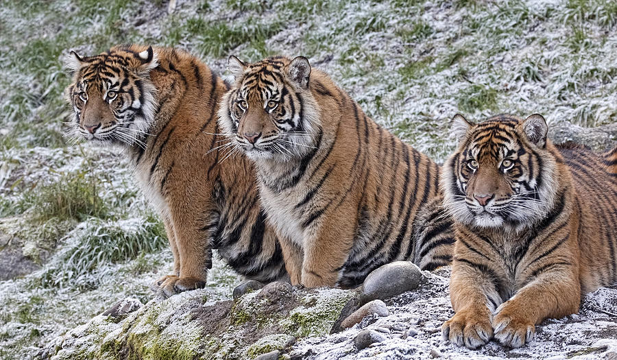 Cool Sumatran Tigers Photograph by Wes and Dotty Weber