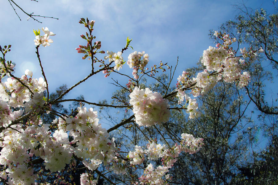 Cool Cherry Blossoms Photograph by Bonnie Follett