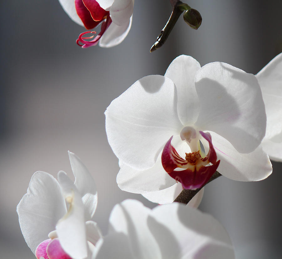 Orchid Photograph - Cool classiness by Silke Brubaker