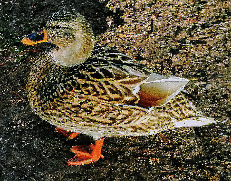 Cool Duck by Roger Bester Cool Duck by Roger Bester