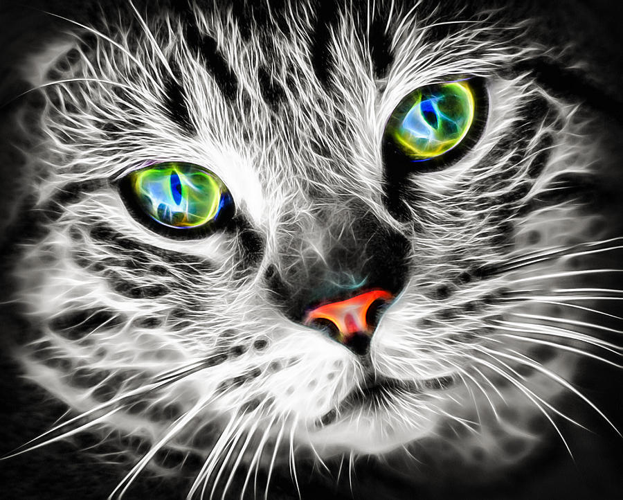 Cool electric glow cat Photograph by Matthias Hauser