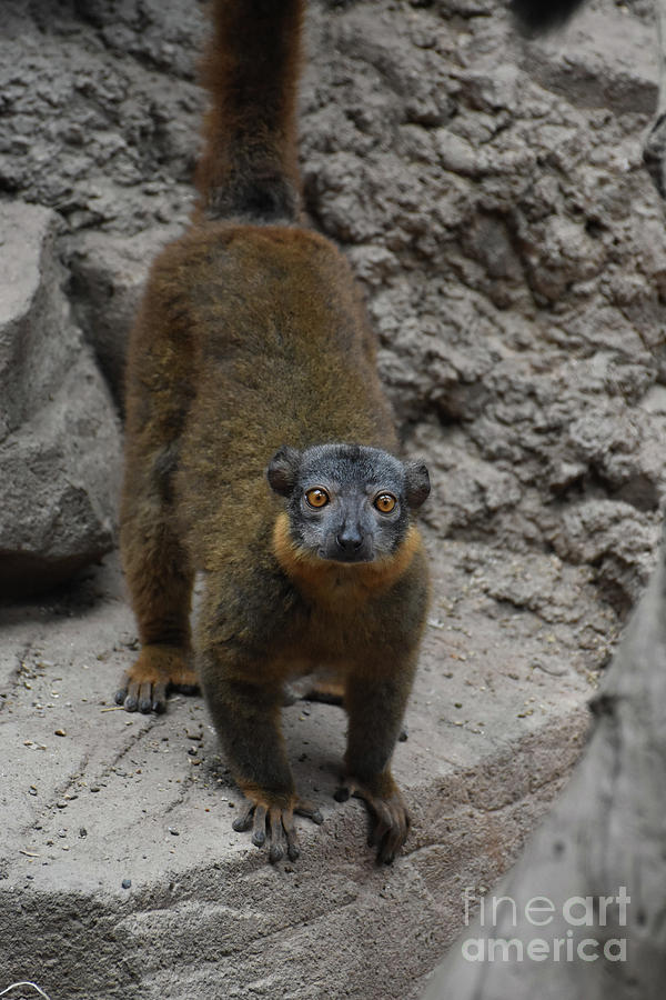 Cool Image of a Brown Collared Lemur Photograph by DejaVu Designs