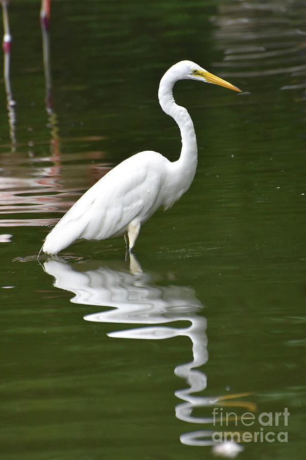 Cool Image of the Reflection of a White Heron Photograph by DejaVu Designs