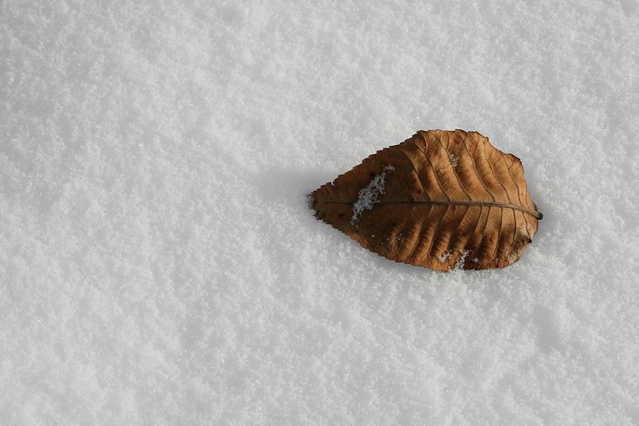 Cool Leaf Photograph by Dylan Punke