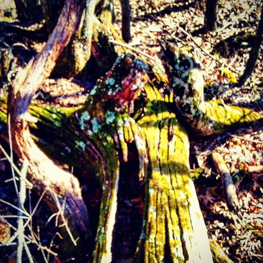 Cool Looking Dead Tree Trunk Photograph by Caleb Smith