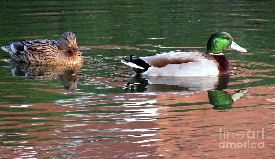 Cool Mallard ducks Photograph by Kim Tran