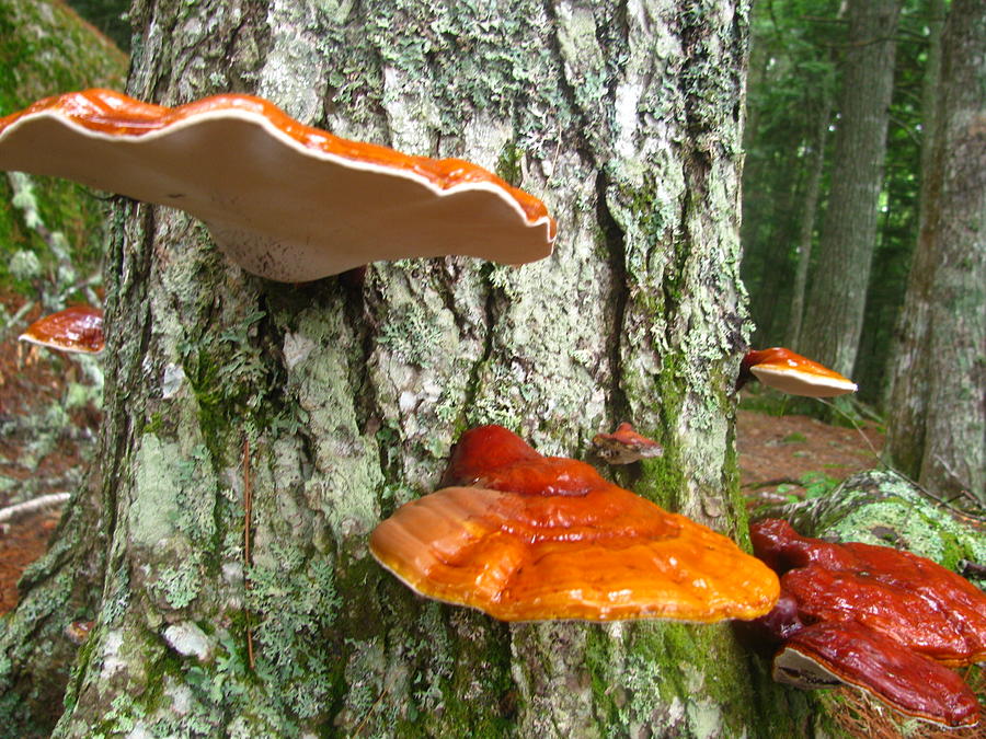 Mushroom Photograph - Cool Mushrooms by Tammy Bullard
