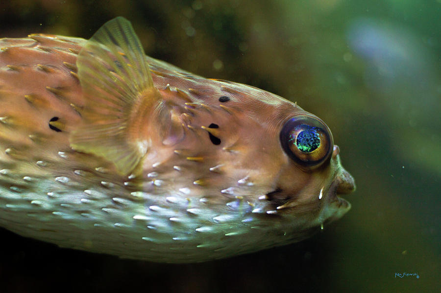 Cool Puffer Fish Photograph by Ken Figurski