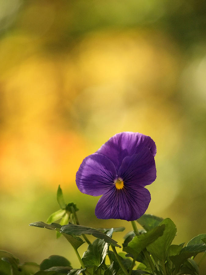Cool Purple Pansy In The Golden Glow Photograph by Dorothy Lee