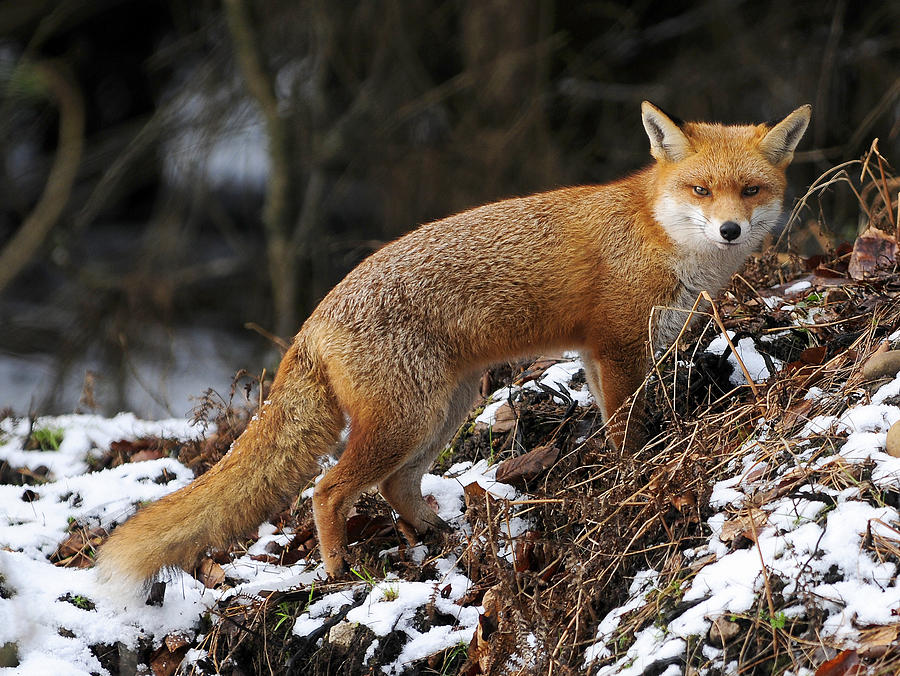 Cool Red Fox Photograph by Colin Boyle