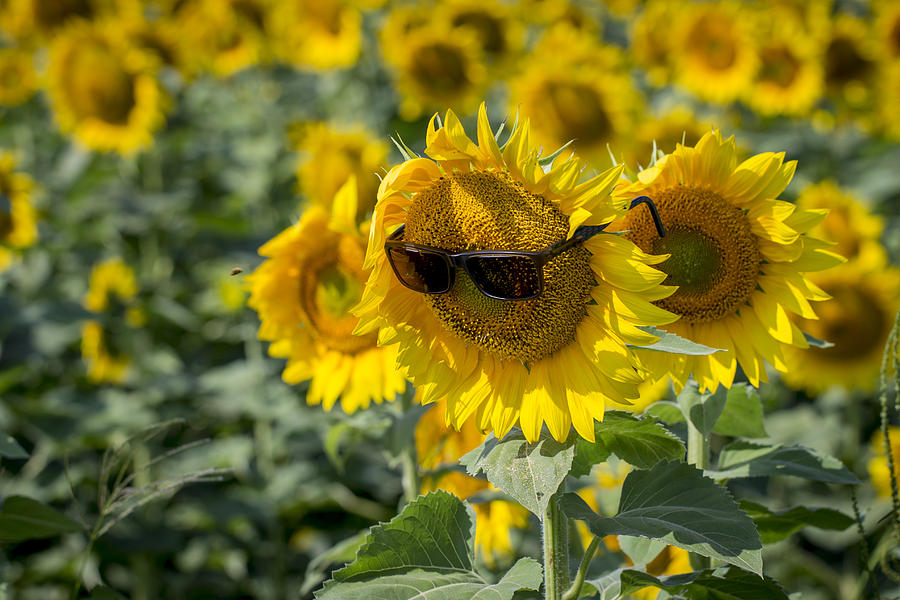 Cool Shades Photograph By Chris Harris