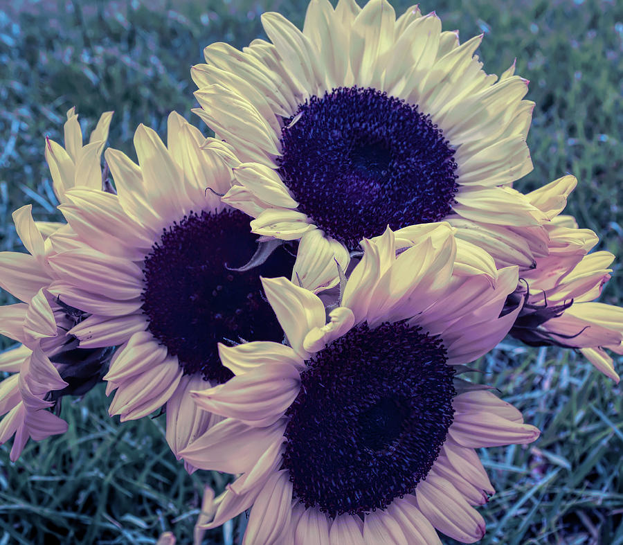 Cool Sunset Sunflower Bouquet Photograph