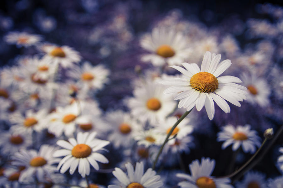 Cool-Toned Daisies Photograph by Catherine Avilez