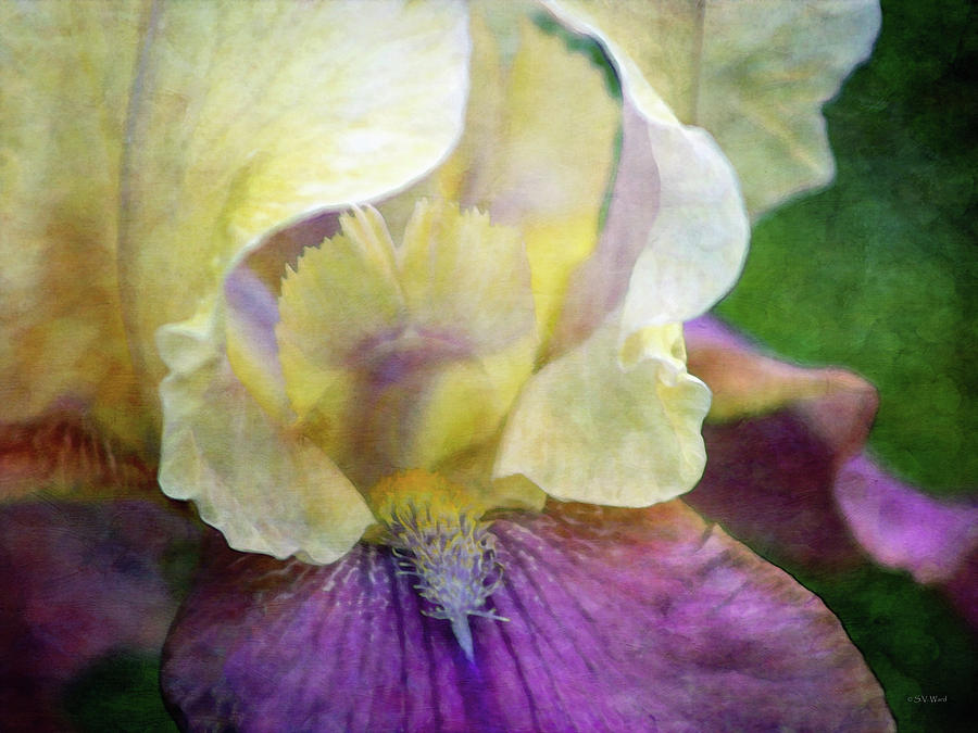 Cool Toned Purple Iris 0319 IDP_3 Photograph by Steven Ward